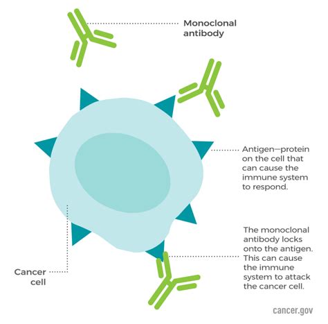Monoclonal Anti.